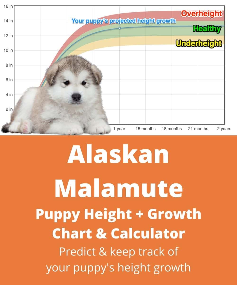 alaskan-malamute Puppy height Growth Chart alaskan-malamute Puppy height Growth Chart